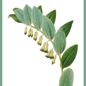 FRAGMENTOS MARCEL PROUST